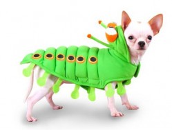 caterpillar