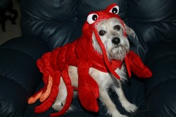 rocklobster